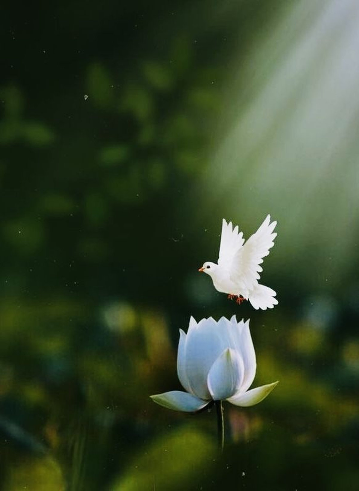 Ý nghĩa màu trắng sâu sắc