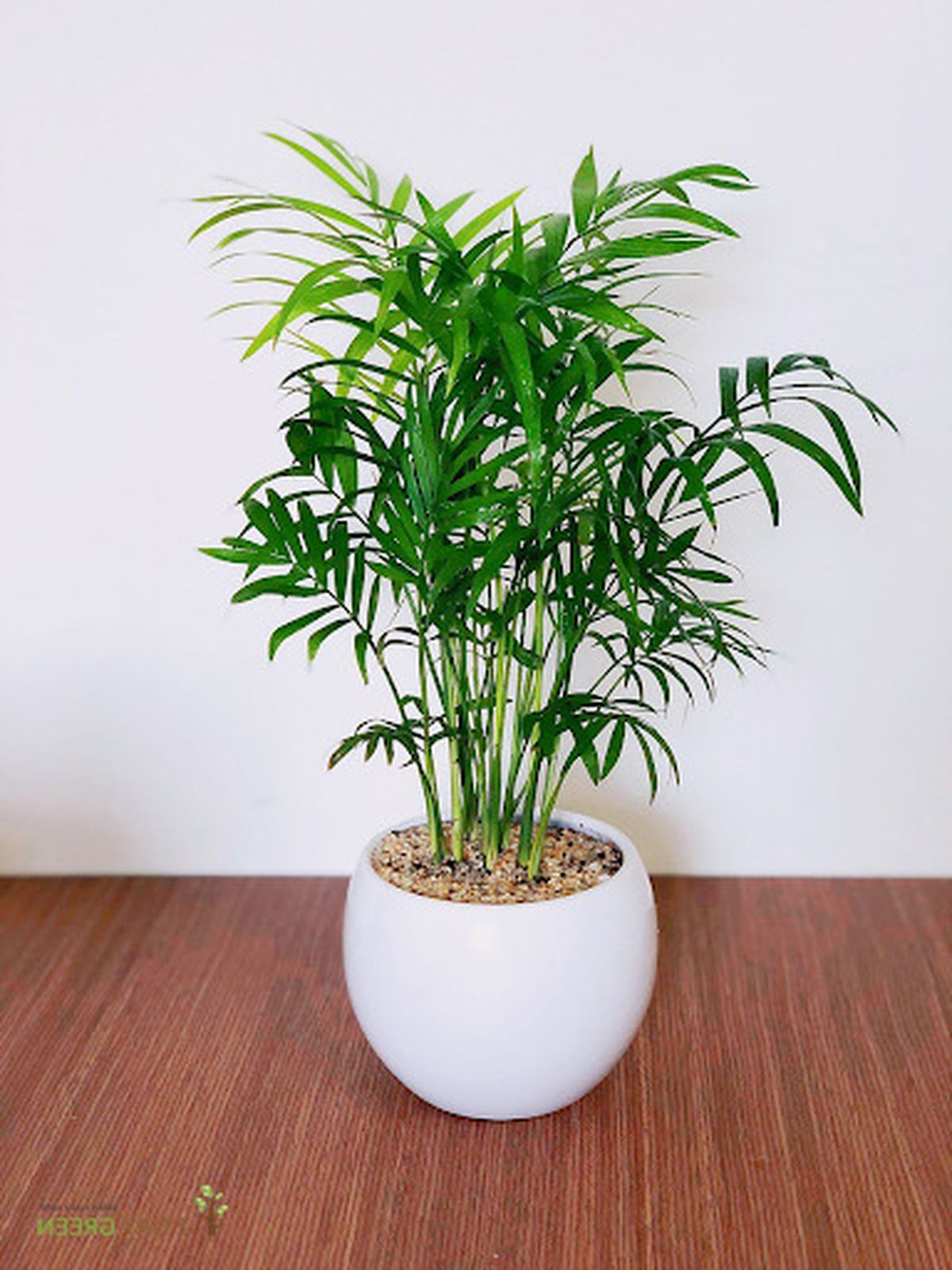 các loại cây phong thủy để bàn làm việc