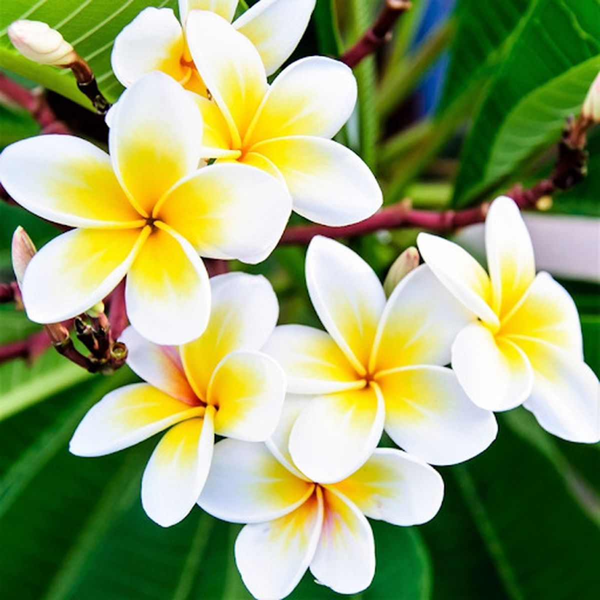các loại cây phong thủy