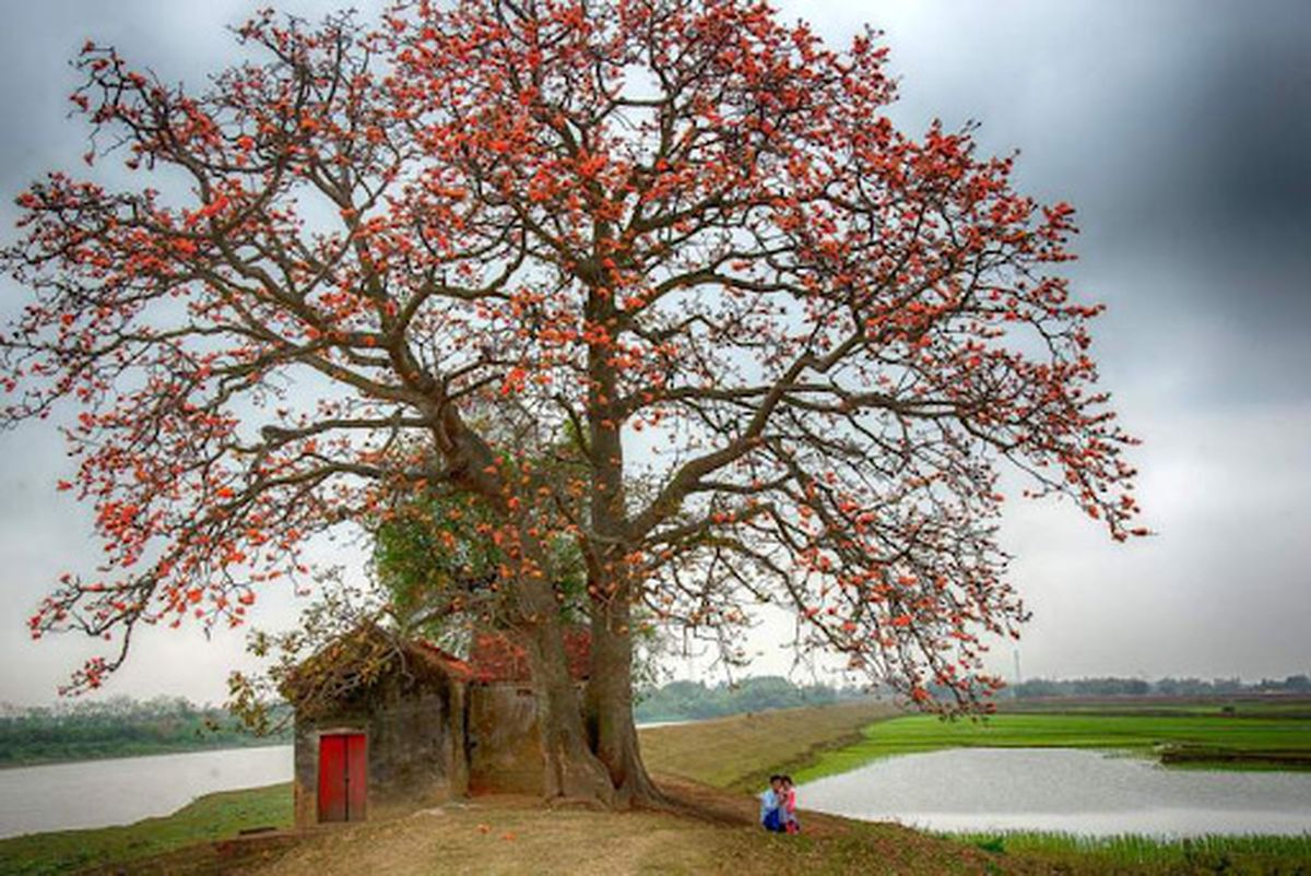 Cây phong thủy trồng ở nghĩa trang