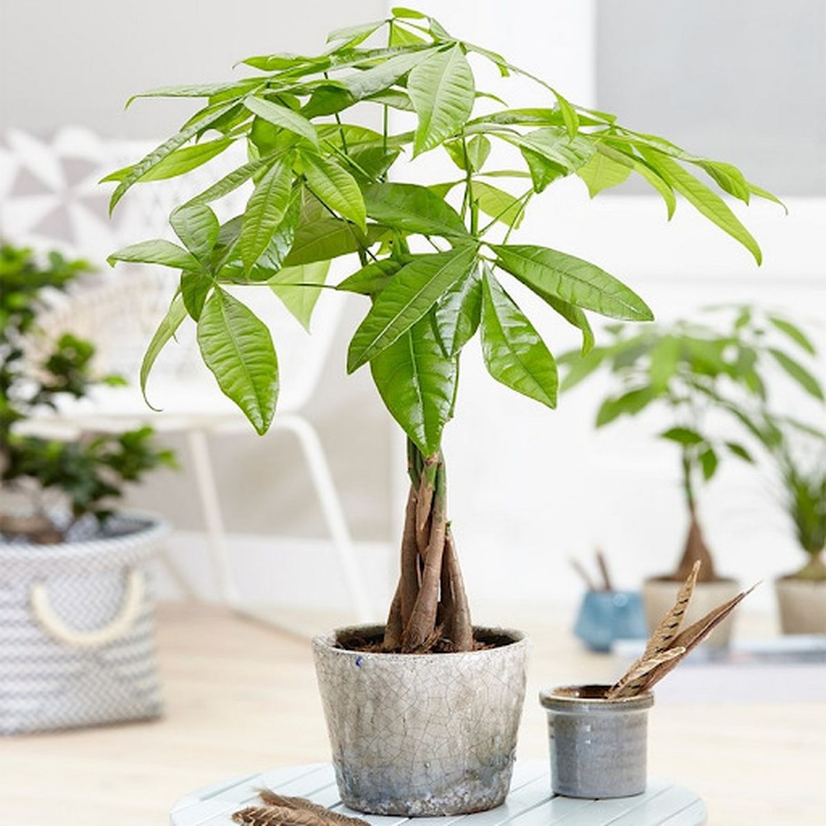 Cây phong thủy mang lại sức khỏe và bình an
