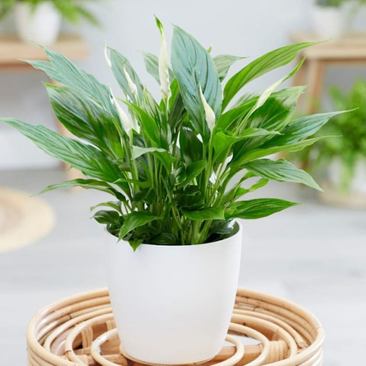 các loại cây phong thủy trồng trước nhà