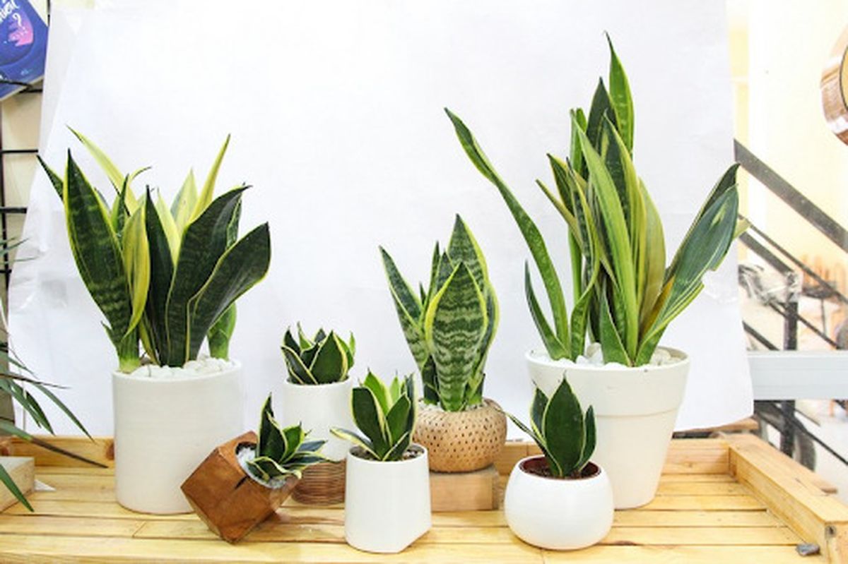 Cây phong thủy hợp mệnh Mộc