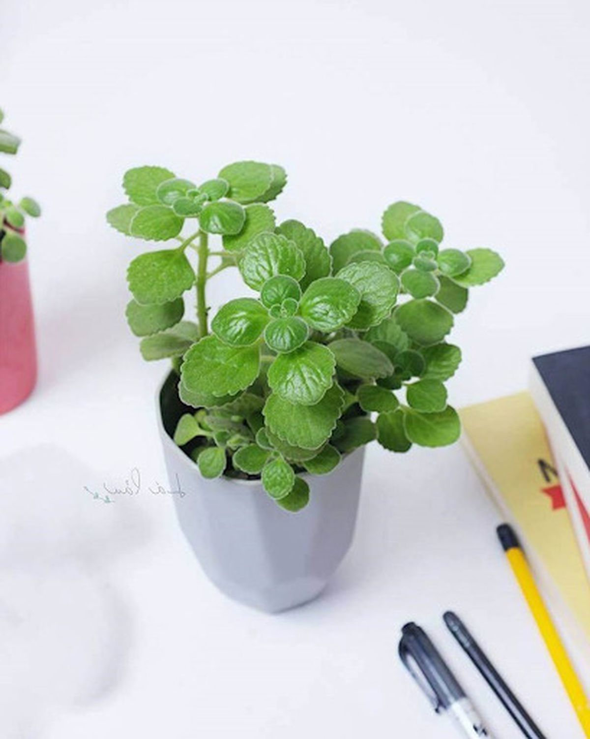 cây phong thủy để ở nơi làm việc