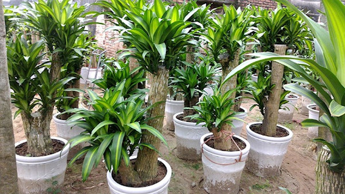 Trồng loại cây phong thủy