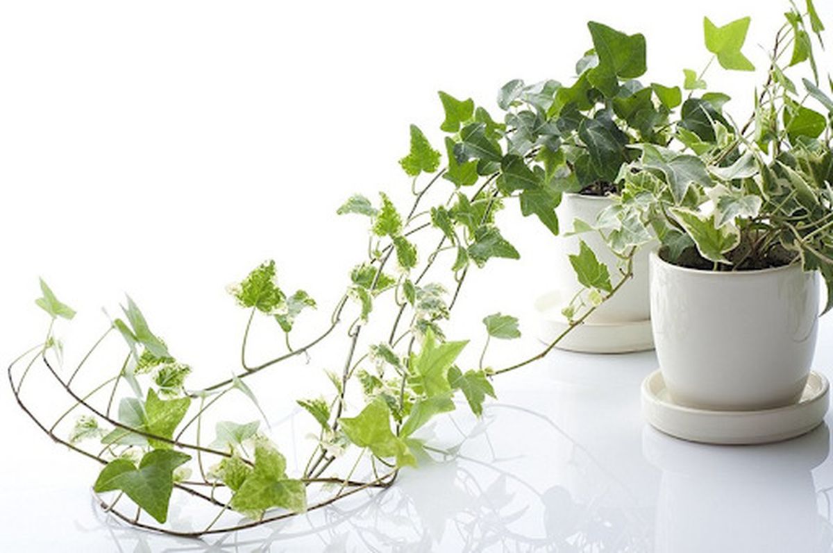 Cây phong thủy hợp mệnh Hỏa