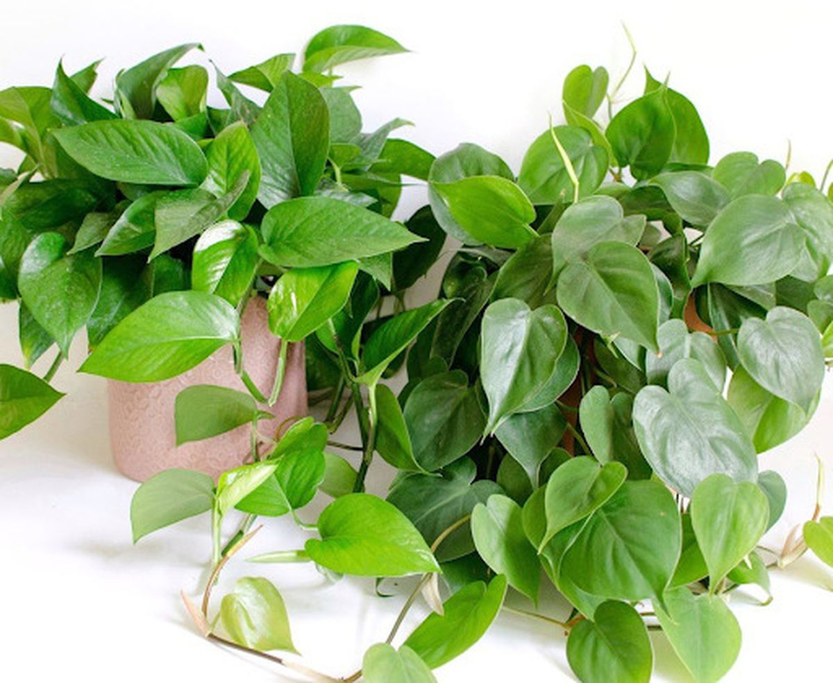 7 loại cây phong thủy