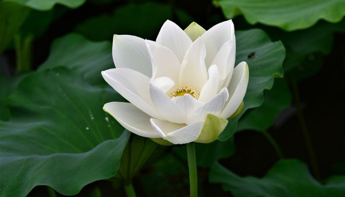 Hoa trắng trong tang lễ chuẩn nghi thức