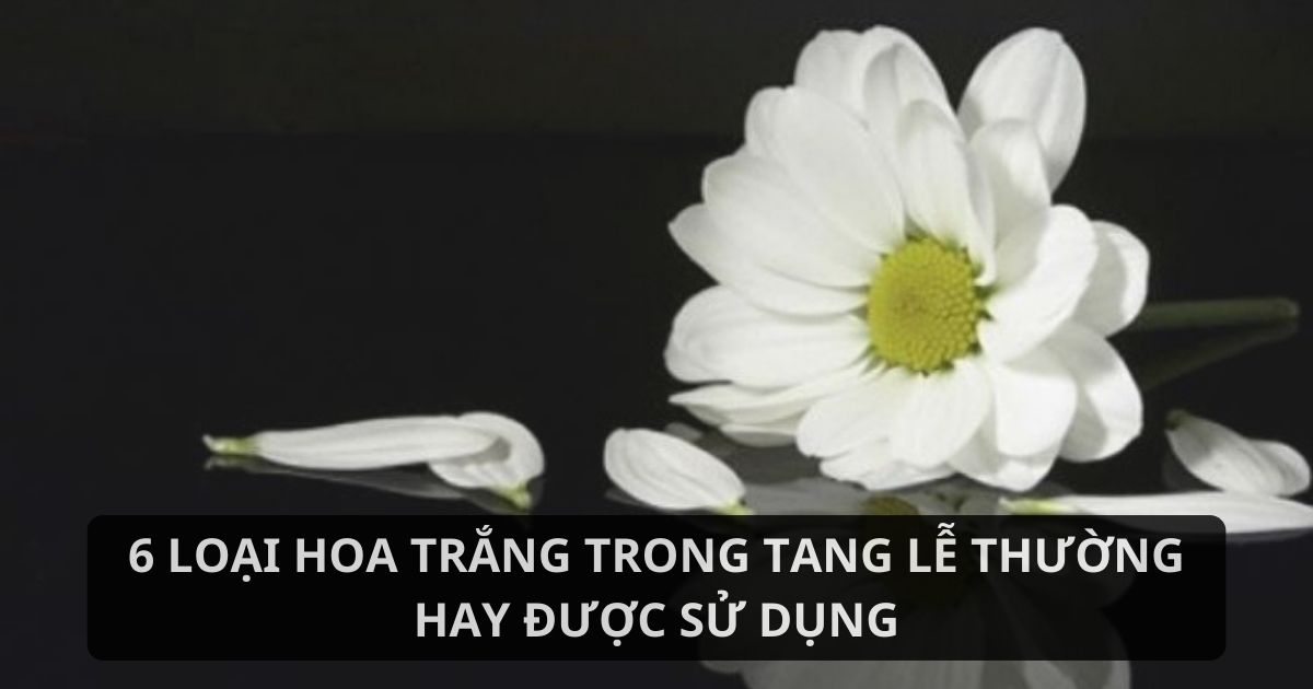 Hoa trắng trong tang lễ được sử dụng phổ biến