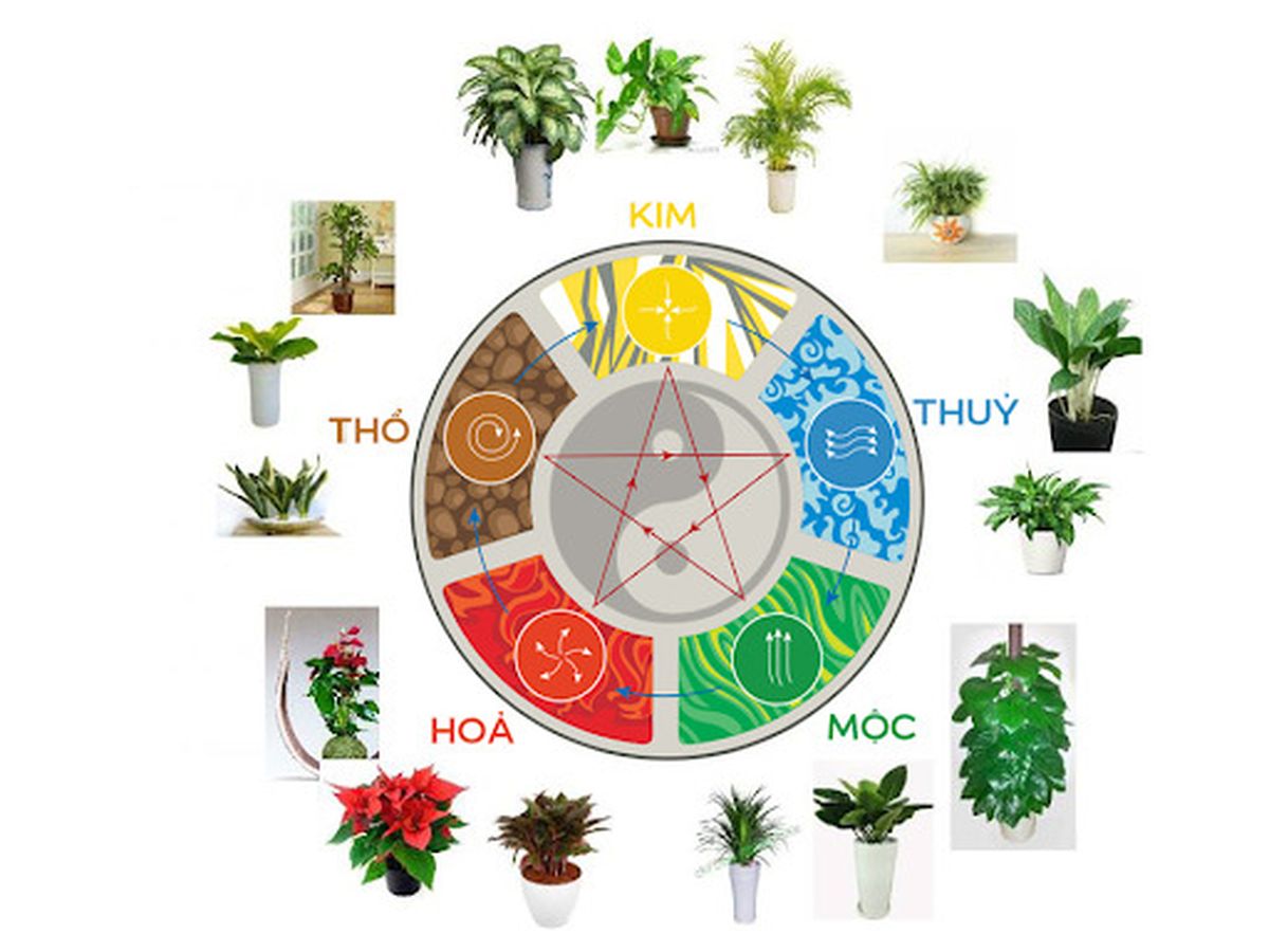 4 loại cây phong thủy
