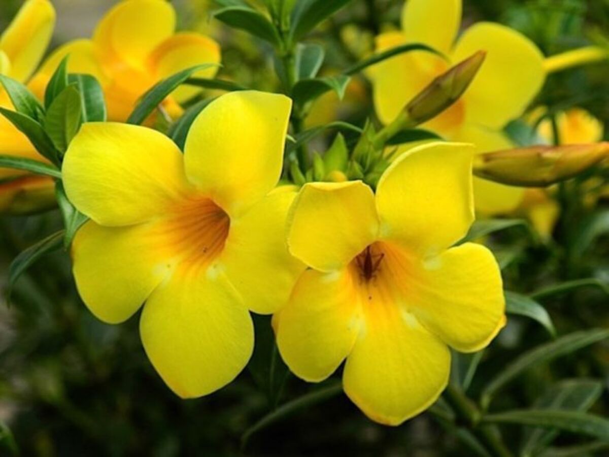 Vòng hoa huỳnh màu vàng