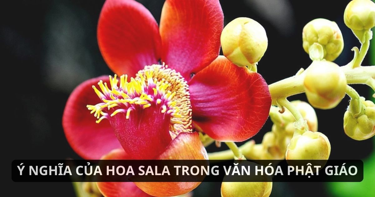 Ý nghĩa của hoa Sala trong đời sống và văn hóa Phật giáo