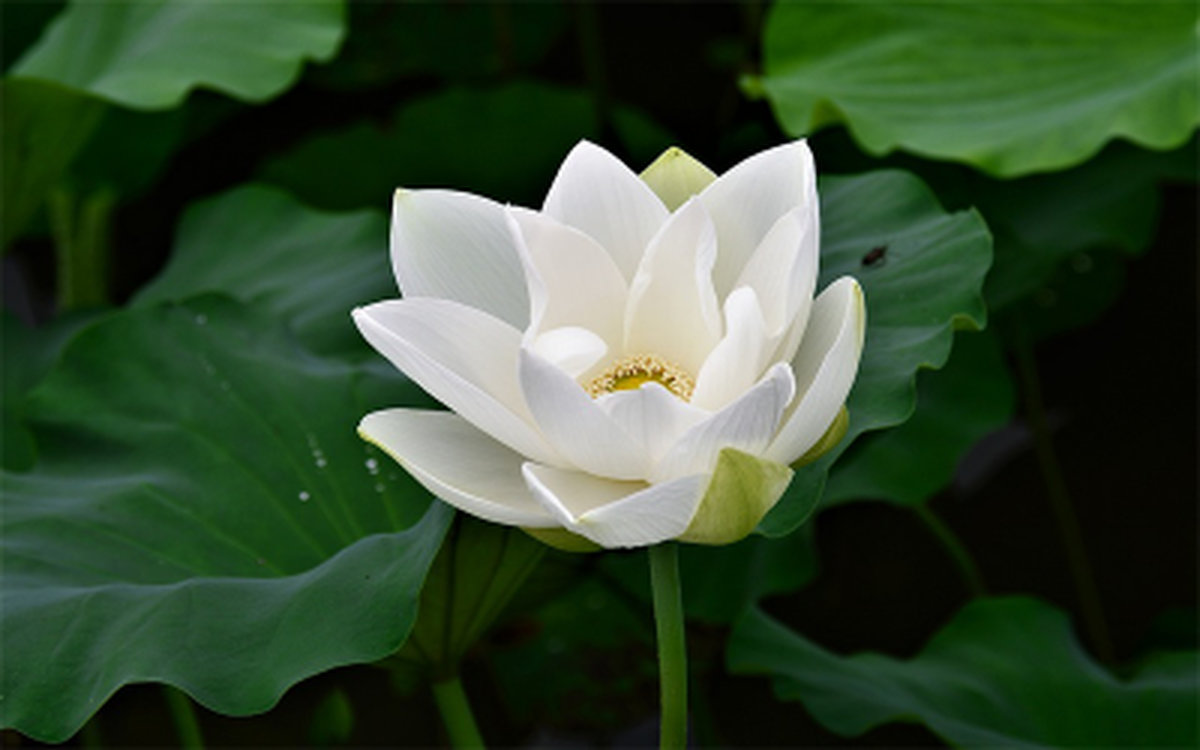 Ý nghĩa hoa sen ở Việt Nam