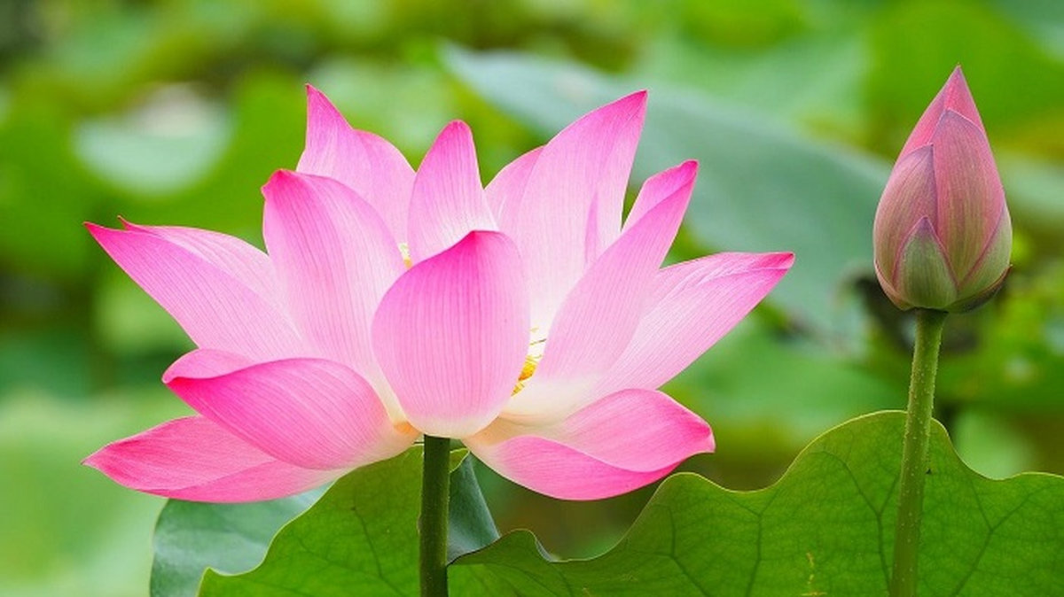 Ý nghĩa hoa sen trong phong thủy