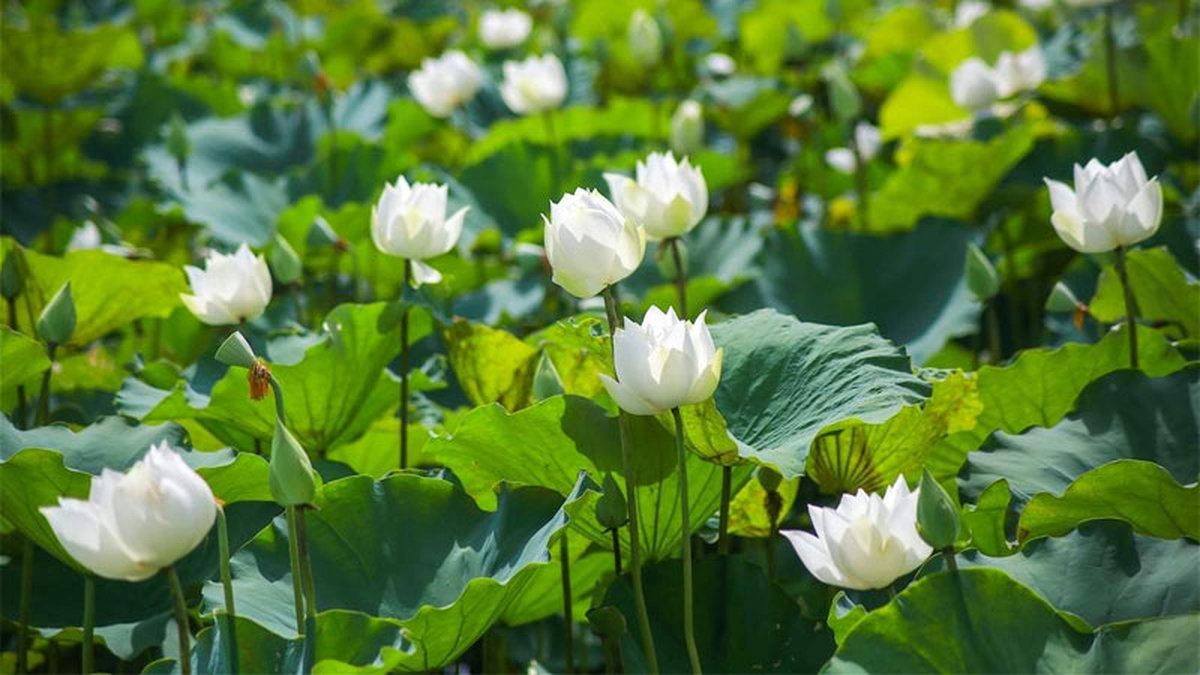 Ý nghĩa hoa sen với phong tục Việt Nam