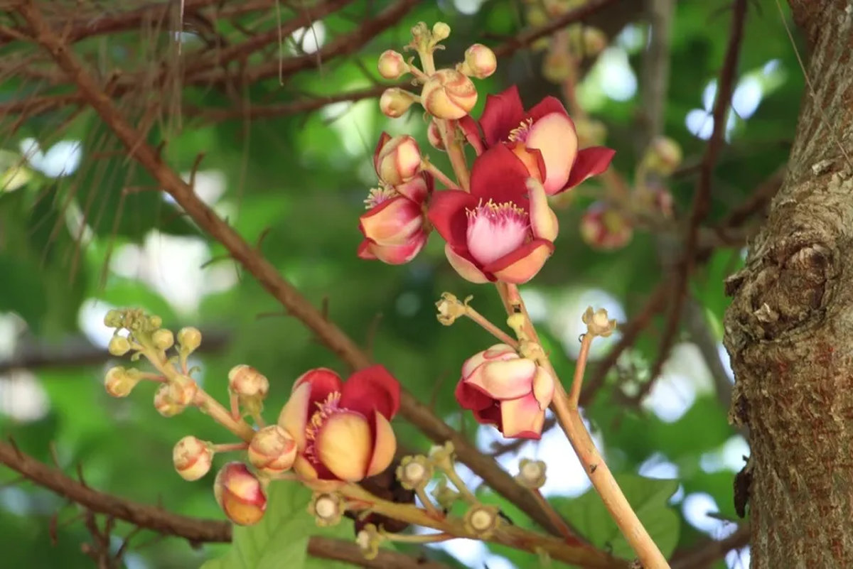 hoa sala có ý nghĩa gì bền bỉ