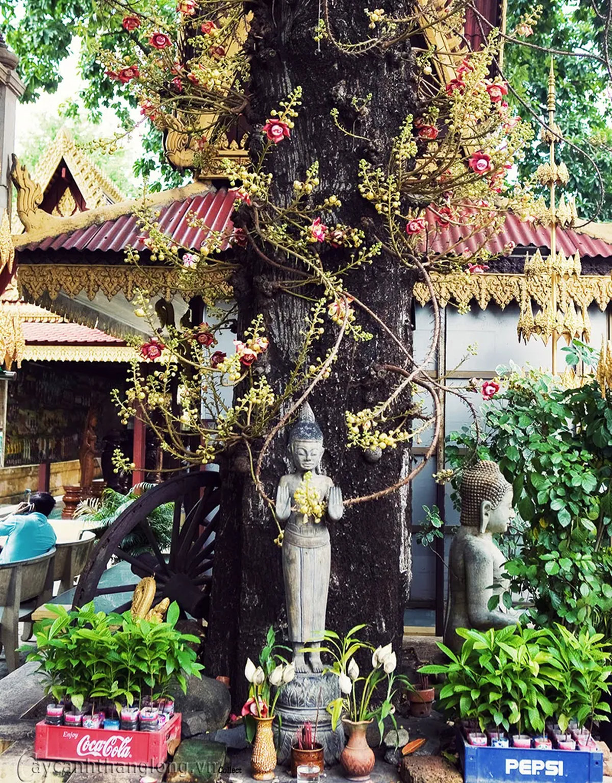 hoa sala có ý nghĩa gì ở chùa chiền