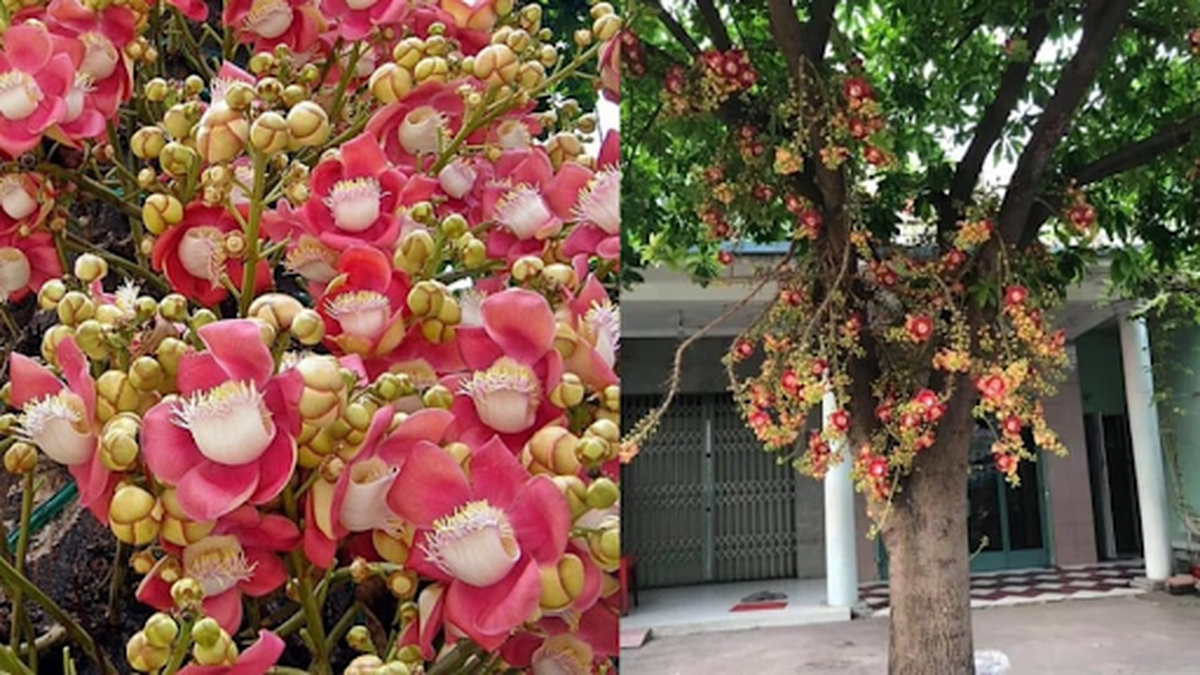 hoa sala có ý nghĩa gì phong thủy