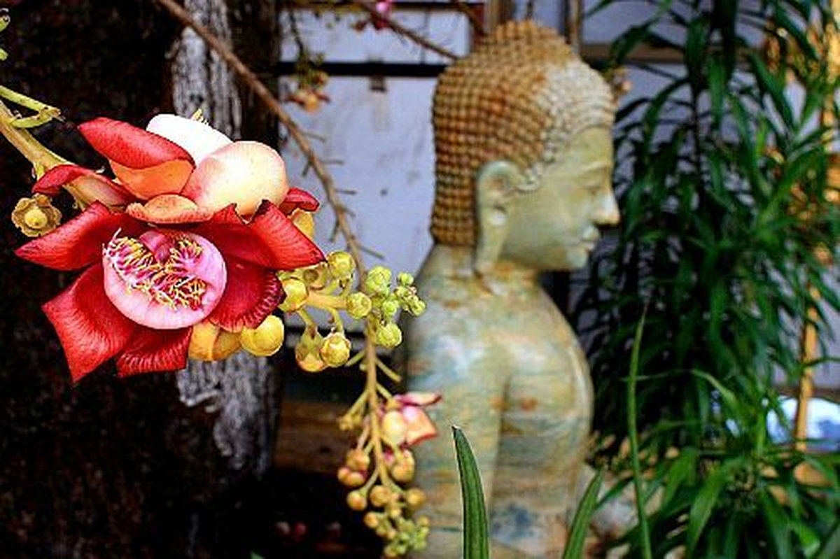 hoa sala có ý nghĩa gì trong Phật giáo