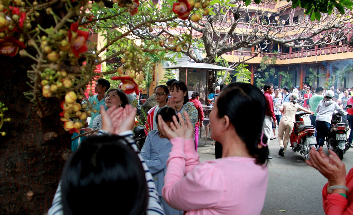 hoa sala có ý nghĩa gì trong phong thủy