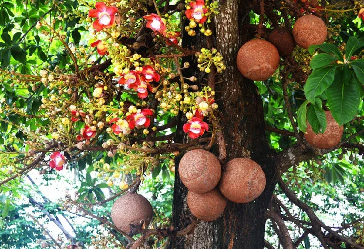 hoa sala có ý nghĩa gì tự nhiên