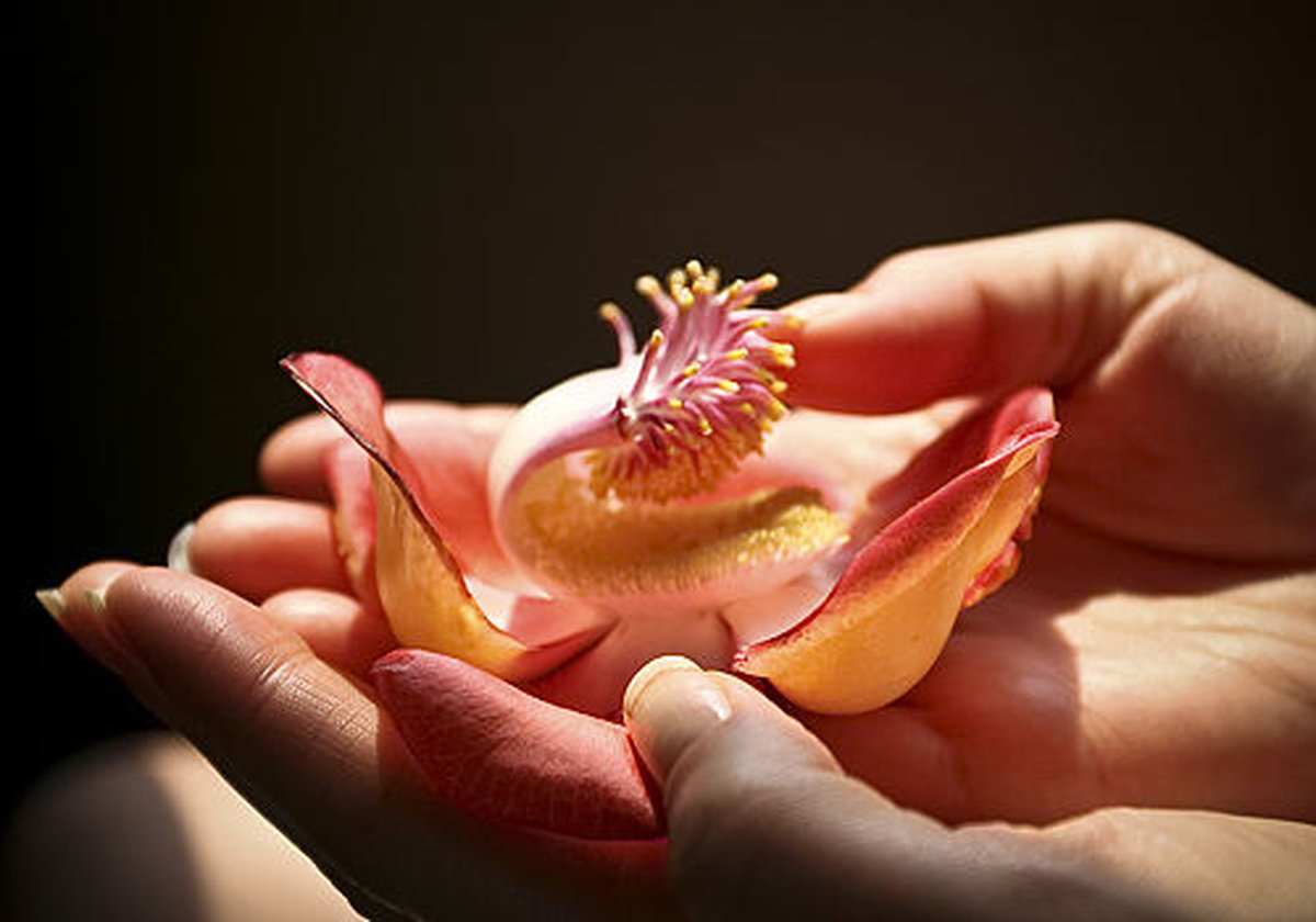 hương hoa sala có ý nghĩa gì