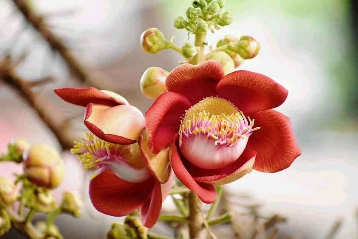 màu sắc hoa sala có ý nghĩa gì