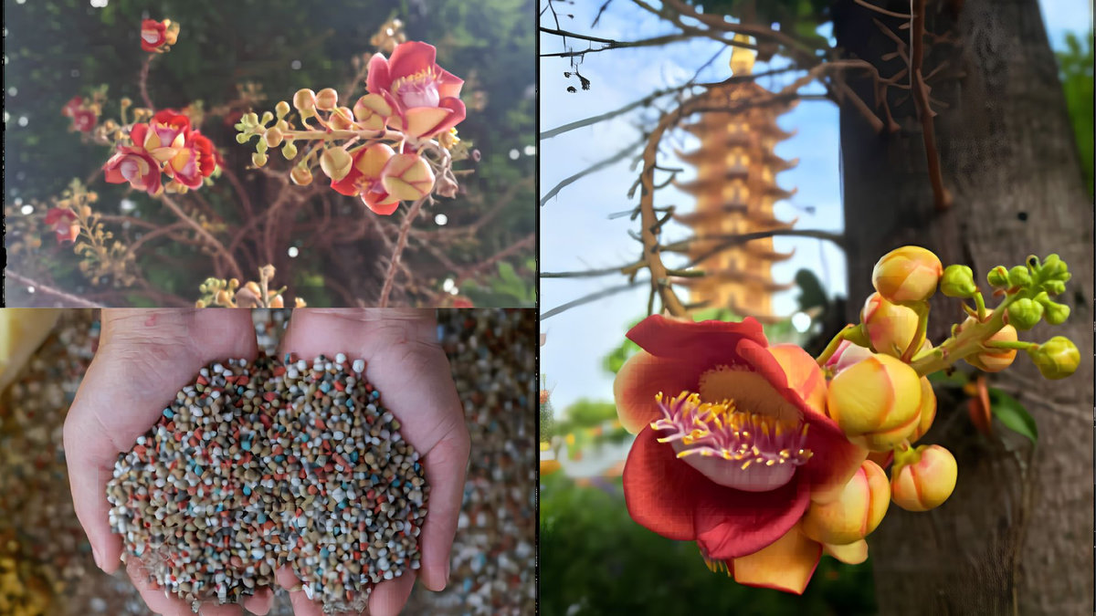trồng hoa sala có ý nghĩa gì