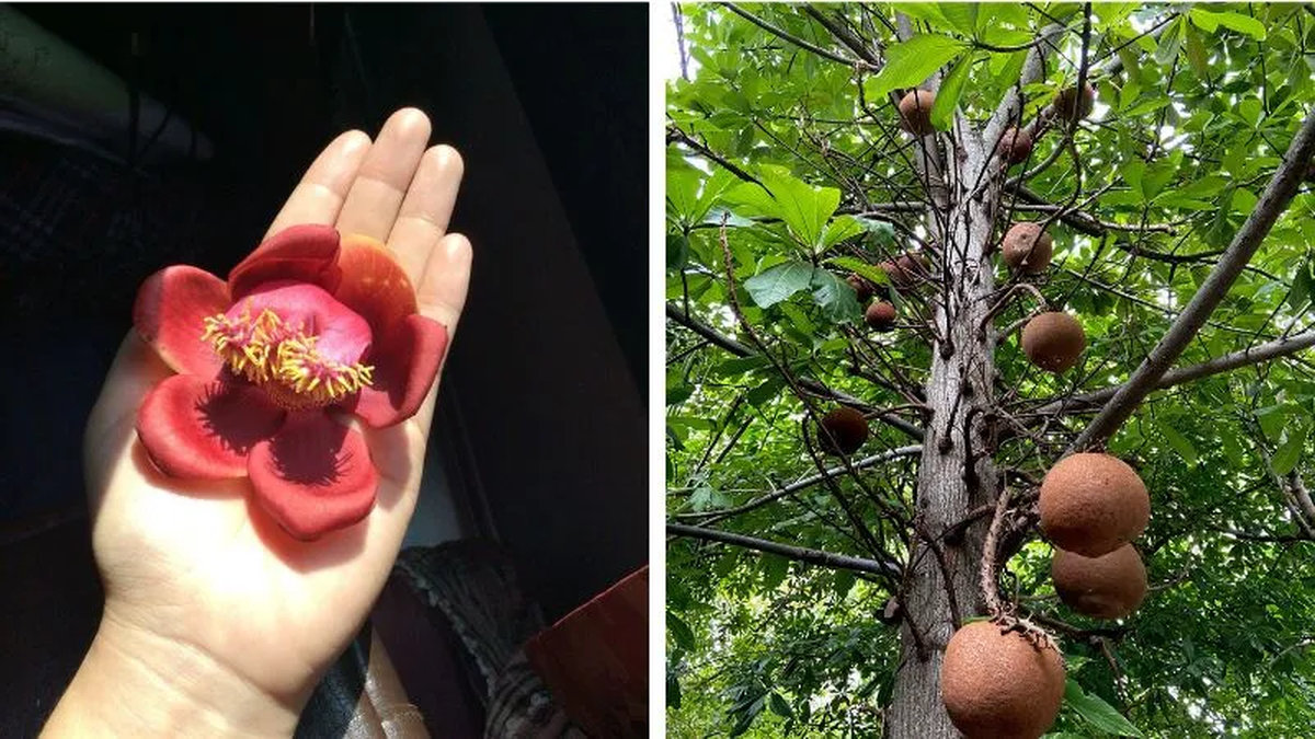 vẻ đẹp hoa sala có ý nghĩa gì